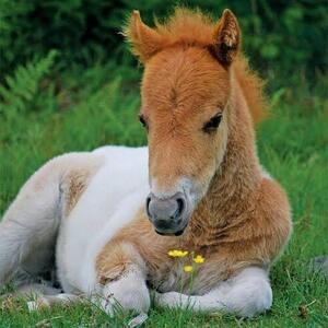 Pony Enthusiasts